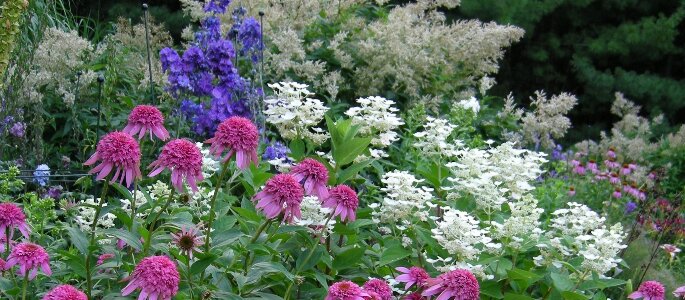 Perennials Perennials