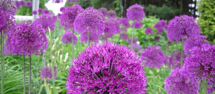 alliums alliums