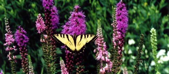 liatris liatris
