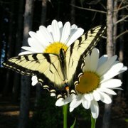 ShastaDaisywithButterfly ShastaDaisywithButterfly