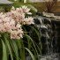 Orchids and Waterfall