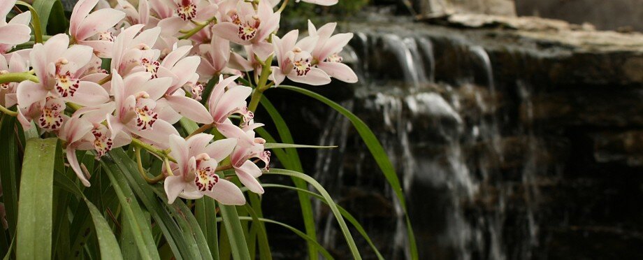 Orchids and Waterfall Orchids and Waterfall