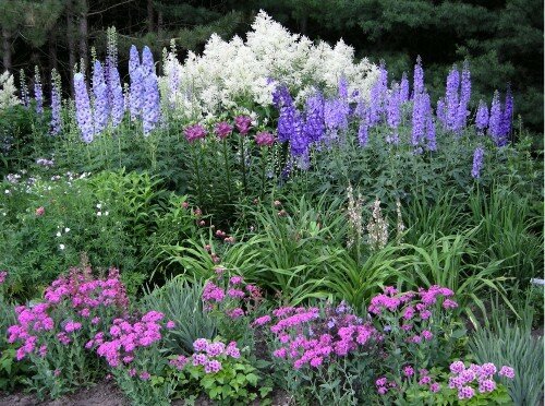 perennials