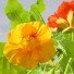 Nasturtiums