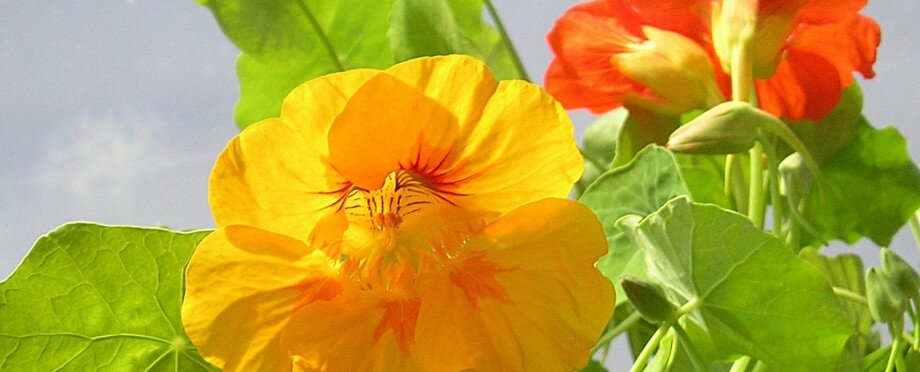 Nasturshims Nasturtiums