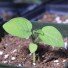 Tomato Seedlings