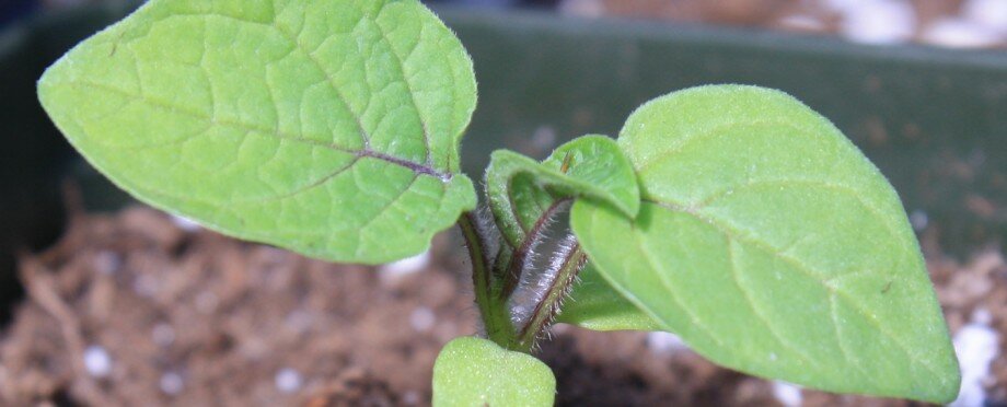 Tomato Seedlings