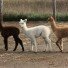 Logo for Blood Moon Alpacas